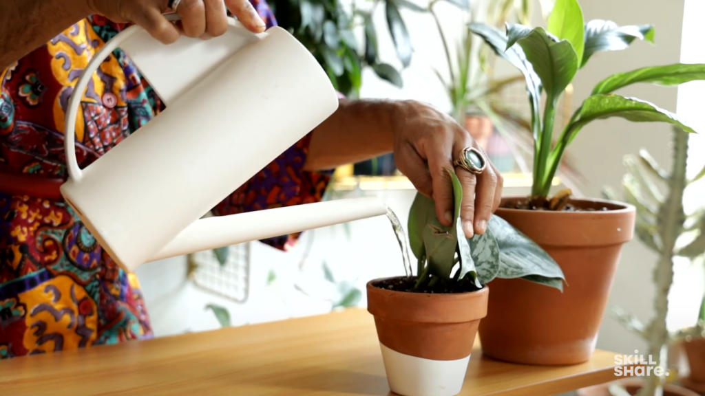 7 Tips for Keeping Your Plants Alive | Skillshare Blog