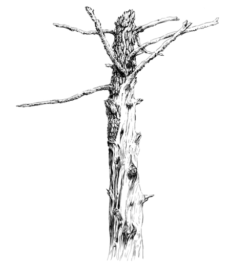 realistic tree trunk drawing