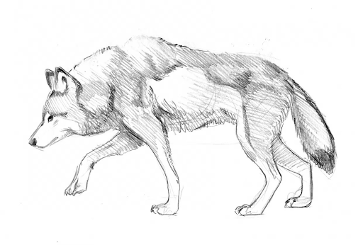 cool wolf drawings easy