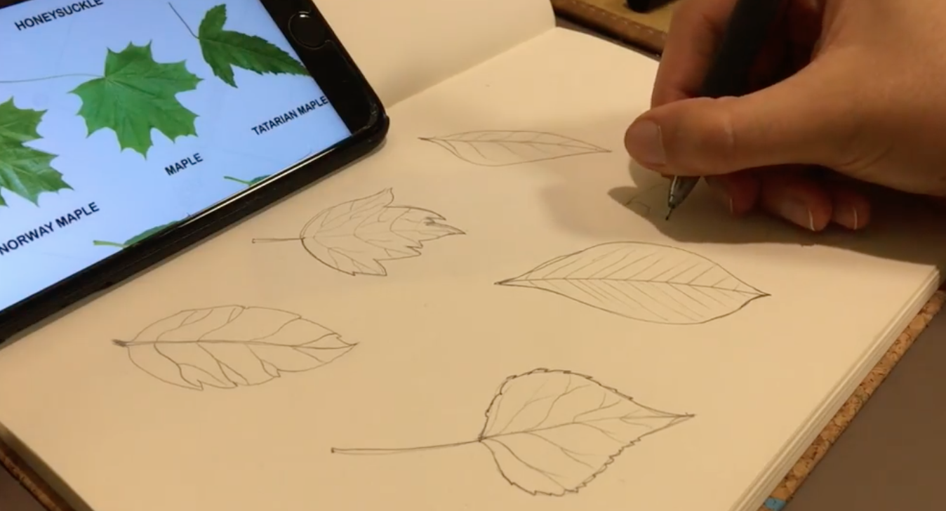 How to draw a maple leaf with a pencil step-by-step tutorial.