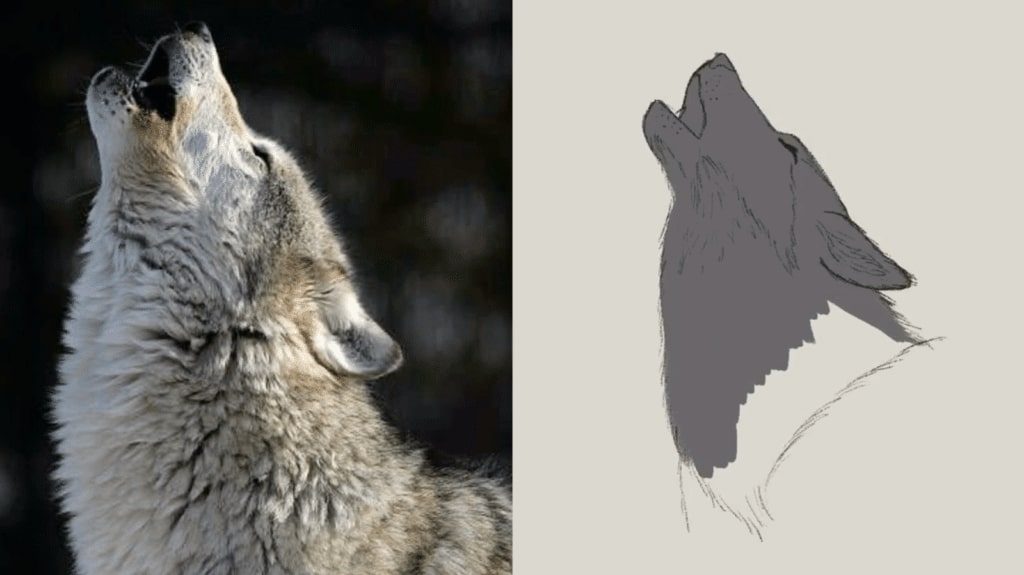 how to draw a wolf step by step howling