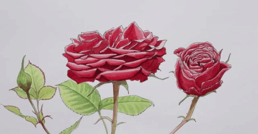 rose flowers drawings images