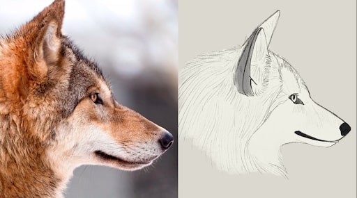 wolf face drawing step by step
